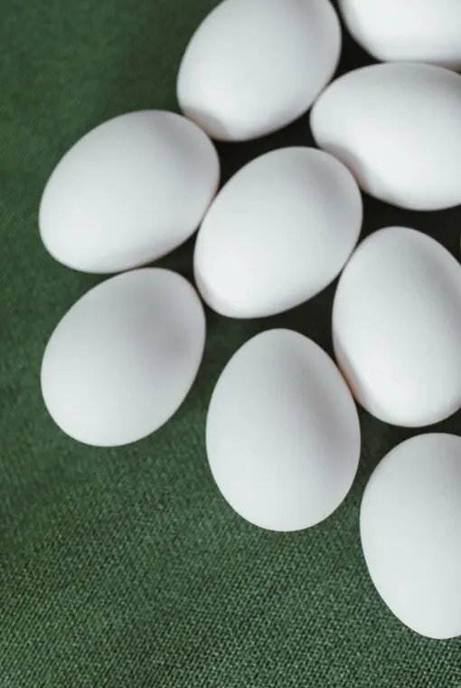  parrot eggs for sale, fertile parrot eggs, Hyacinth Macaw eggs, Blue Throated Macaw eggs, African Grey Parrot eggs, Cockatoo eggs, bird breeding, buy parrot eggs, hatch parrot eggs, parrot eggs online.