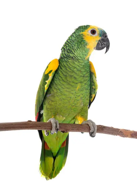 Blue Fronted Amazon for Sale