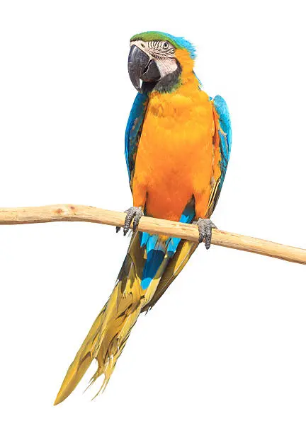 Blue and Gold Macaw for sale