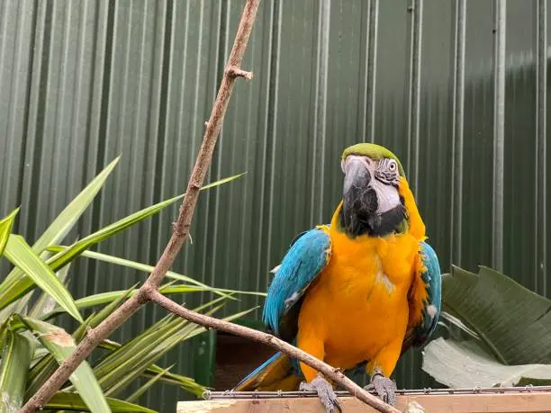 Blue and Yellow Macaw, Blue and yellow macaw for sale, Blue and Yellow Macaw for sale online, Blue-And-Gold Macaw for sale near me, Blue-And-Gold Macaw for Sale Online, Buy African grey bird eggs online, Buy Blue And Gold Macaw, Buy Blue and yellow macaw, Buy Blue and yellow macaw online, Buy Blue-And-Gold Macaw Online, Buy golden blue macaw in germany, Buy golden blue macaw in the us, Buy golden blue macaw online, Buy Parrots Online, Buy talkative blue and yellow in the us, Buy talking blue and yellow macaw online, Golden blue macaw, Shop Blue-And-Gold Macaw, talkative golden blue macaw parrot, talking blue and yellow macaw, Yellow and blue Macaw, Yellow and blue Macaw for sale, Yellow and blue Macaw for sale australia, Yellow and blue Macaw for sale canada, Yellow and blue Macaw for sale Saudi Arabia, Yellow and blue Macaw for sale uk, Yellow and blue Macaw for sale us