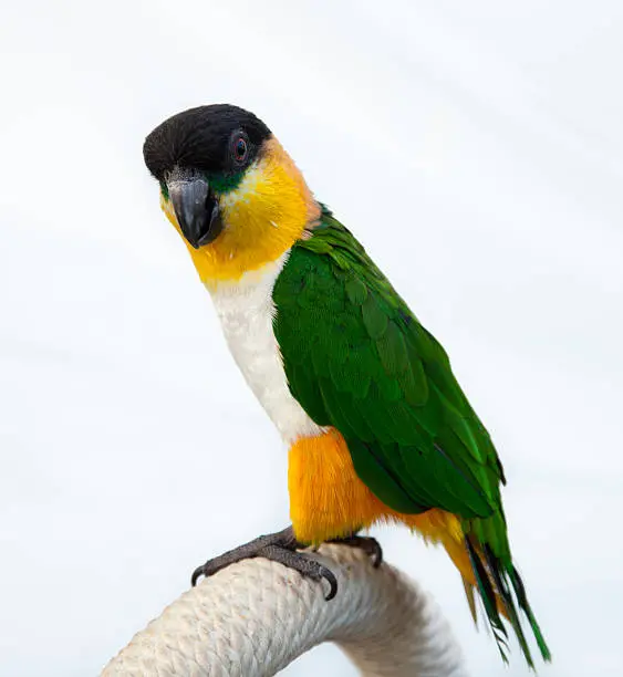 Black Headed Caique for sale