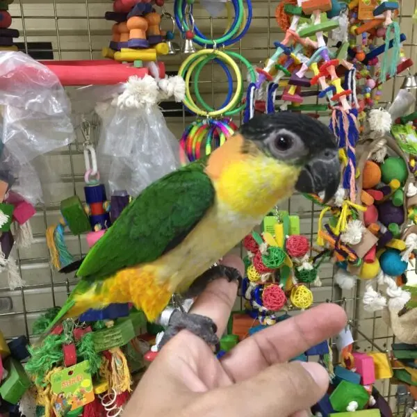 babyparrot, birdlovers, Buy caique bird, Buy caique online, Buy caique parrot, Caique bird for sale, Caique breeders near me, Caique parrots as pets, caiquesparrots, ilovebirds, macaws, parrotlovers, parrots, pets, wildlife