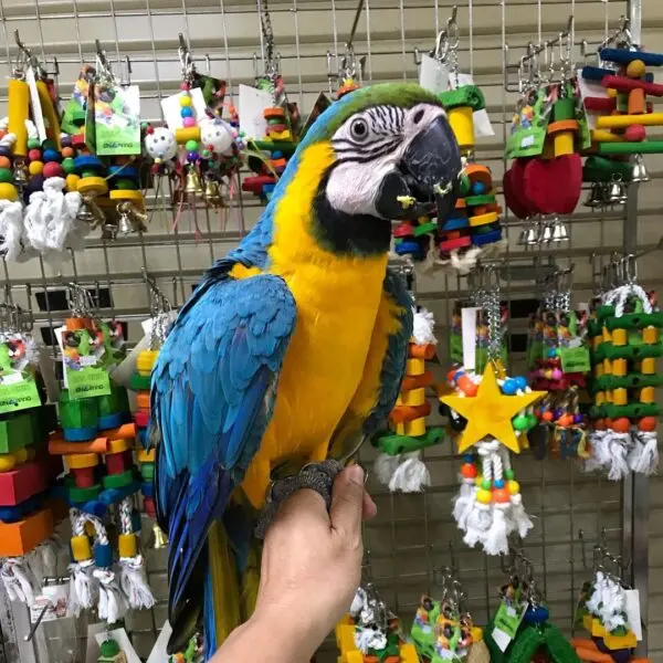 Blue and Yellow Macaw, Blue and yellow macaw for sale, Blue and Yellow Macaw for sale online, Blue-And-Gold Macaw for sale near me, Blue-And-Gold Macaw for Sale Online, Buy African grey bird eggs online, Buy Blue And Gold Macaw, Buy Blue and yellow macaw, Buy Blue and yellow macaw online, Buy Blue-And-Gold Macaw Online, Buy golden blue macaw in germany, Buy golden blue macaw in the us, Buy golden blue macaw online, Buy Parrots Online, Buy talkative blue and yellow in the us, Buy talking blue and yellow macaw online, Golden blue macaw, Shop Blue-And-Gold Macaw, talkative golden blue macaw parrot, talking blue and yellow macaw, Yellow and blue Macaw, Yellow and blue Macaw for sale, Yellow and blue Macaw for sale australia, Yellow and blue Macaw for sale canada, Yellow and blue Macaw for sale Saudi Arabia, Yellow and blue Macaw for sale uk, Yellow and blue Macaw for sale us