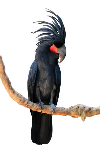 Buy Black Palm Cockatoos