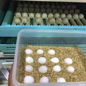 Buy African Grey Parrot Eggs,African Grey Parrot Eggs for sale