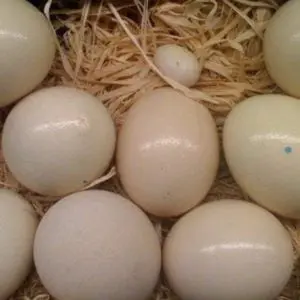 buy cockatoo eggs, cockatoo eggs