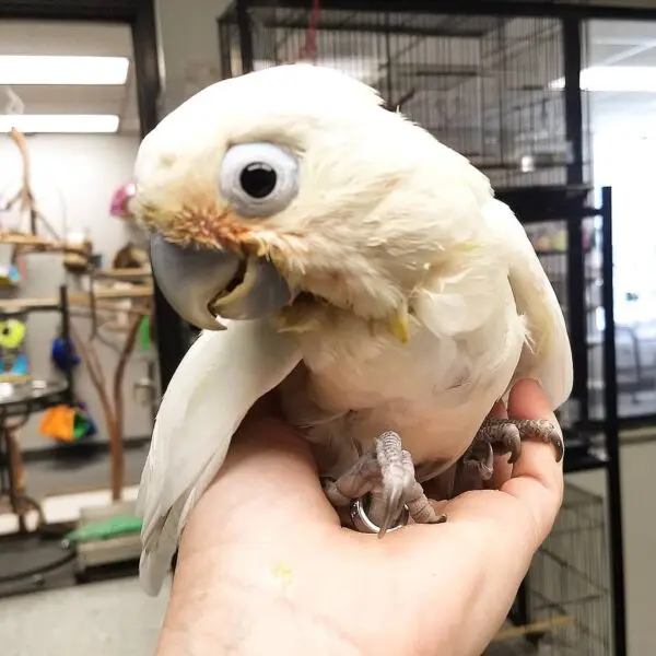 cacatua ducorpsii, cockatoo length, goffin cockatoo and cockatiel, goffin cockatoo breeders, goffin cockatoo cage size, goffin cockatoo for sale, goffin cockatoo height, goffin cockatoo male or female, goffin cockatoo screaming, goffin cockatoo talking, goffin cockatoo vs umbrella, moluccan cockatoo size, red vented cockatoo for sale