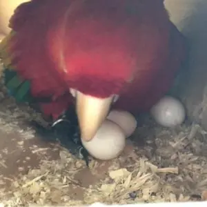 Greenwings macaws eggs for sale, Buy Greenwings macaws eggs