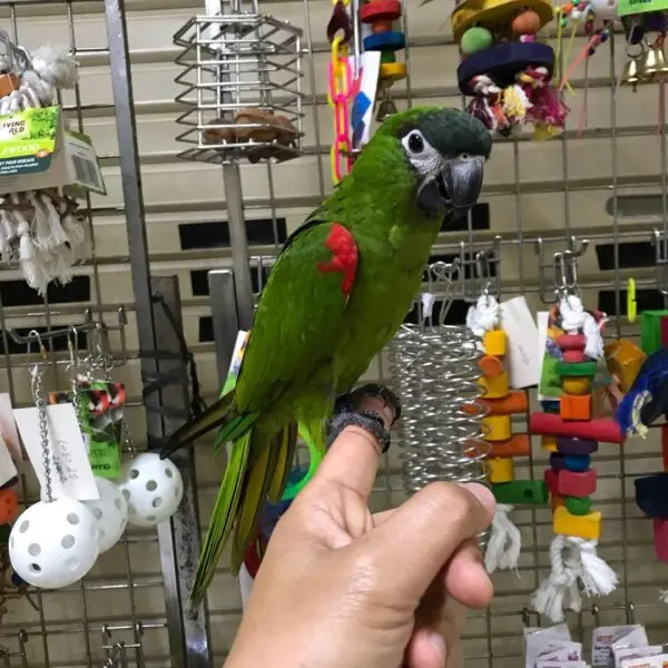 Buy Hahn’s Macaws Online, buy hahns macaw online, Buy hanhs macaw online, Buy Hanhs Macaw Online USA, Buy Hanhs Macaw parrot, Buy Hanhs macaw parrot online, Hahn’s Macaws, Hahn’s Macaws for Sale, Hahn’s Macaws for Sale Near me, hahns macaw online