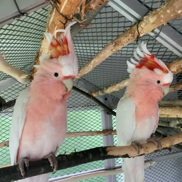 Buy Baby Major Mitchell Cockatoo, Buy Major Mitchell Cockatoo, Major Mitchell Cockatoo, major mitchell cockatoo adoption, Major Mitchell Cockatoo For Sale, major mitchell cockatoo price, major mitchell cockatoo size