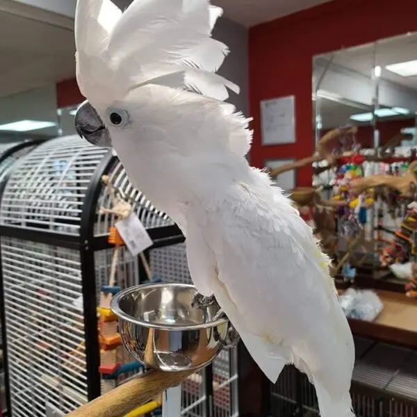 Buy Umbrella Cockatoo, Buy Umbrella Cockatoo Online, Buy Umbrella Cockatoo Online usa, Buy White Cockatoo Online, Buy White Cockatoo usa, Umbrella Cockatoo for sale, Umbrella Cockatoo For Sale online, Umbrella Cockatoo For Sale usa