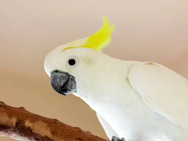 Buy Citron Cockatoos