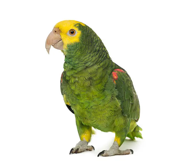 Buy Double Yellow-headed Amazon, Double Yellow-headed Amazon For Sale