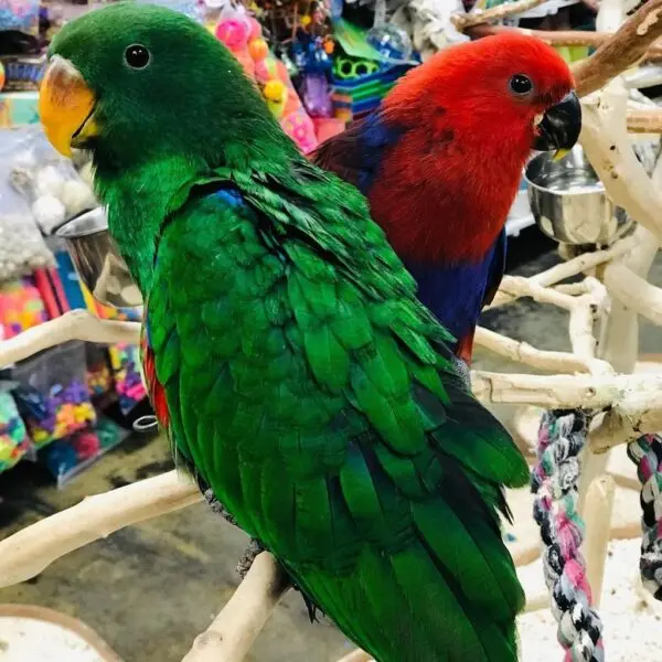 blue eclectus parrots for sale, Buy female eclectus bird uk, Buy female ecletus parrot online, Buy female ecletus parrot pet, Eclectus bird for sale near me, Eclectus parrots for sale, eclectus parrots for sale australia, eclectus parrots for sale california, eclectus parrots for sale florida, eclectus parrots for sale il, eclectus parrots for sale near me, eclectus parrots for sale texas, eclectus parrots for sale wi, Ecletus bird for sale, Green eclectus parrot for sale, red eclectus parrot for sale