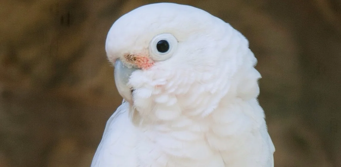 cacatua ducorpsii, cockatoo length, goffin cockatoo and cockatiel, goffin cockatoo breeders, goffin cockatoo cage size, goffin cockatoo for sale, goffin cockatoo height, goffin cockatoo male or female, goffin cockatoo screaming, goffin cockatoo talking, goffin cockatoo vs umbrella, moluccan cockatoo size, red vented cockatoo for sale