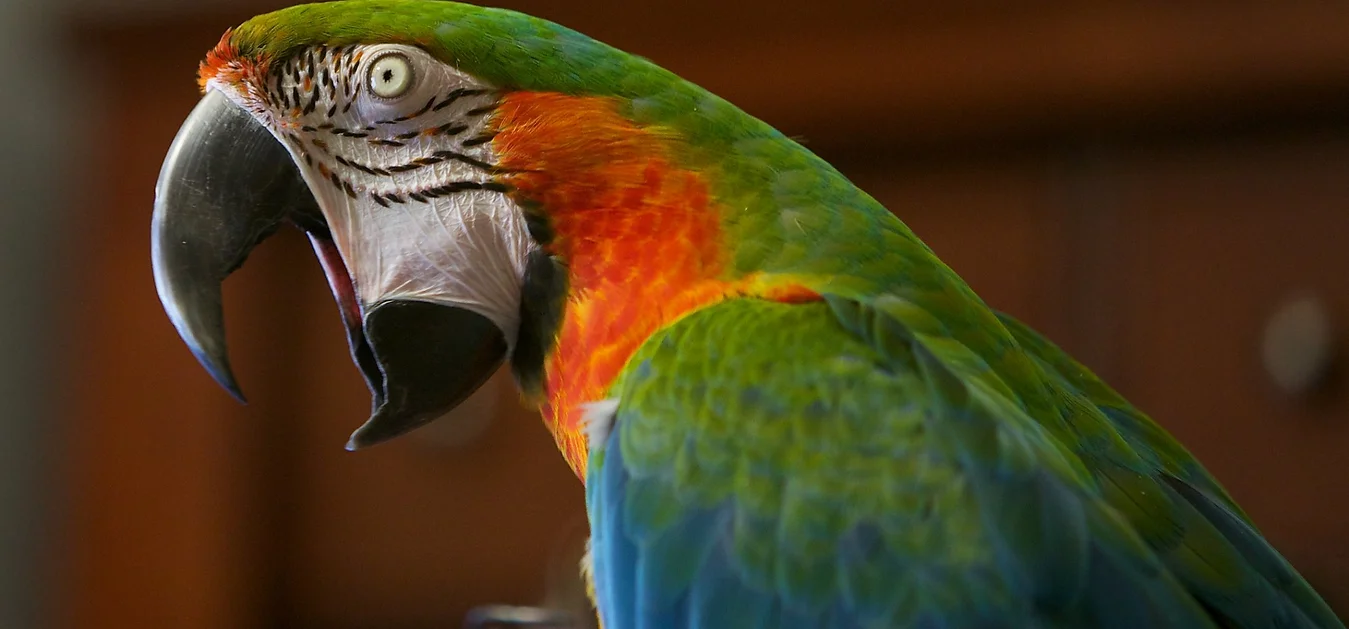 Buy Hahn’s Macaws Online, buy hahns macaw online, Buy hanhs macaw online, Buy Hanhs Macaw Online USA, Buy Hanhs Macaw parrot, Buy Hanhs macaw parrot online, Hahn’s Macaws, Hahn’s Macaws for Sale, Hahn’s Macaws for Sale Near me, hahns macaw online