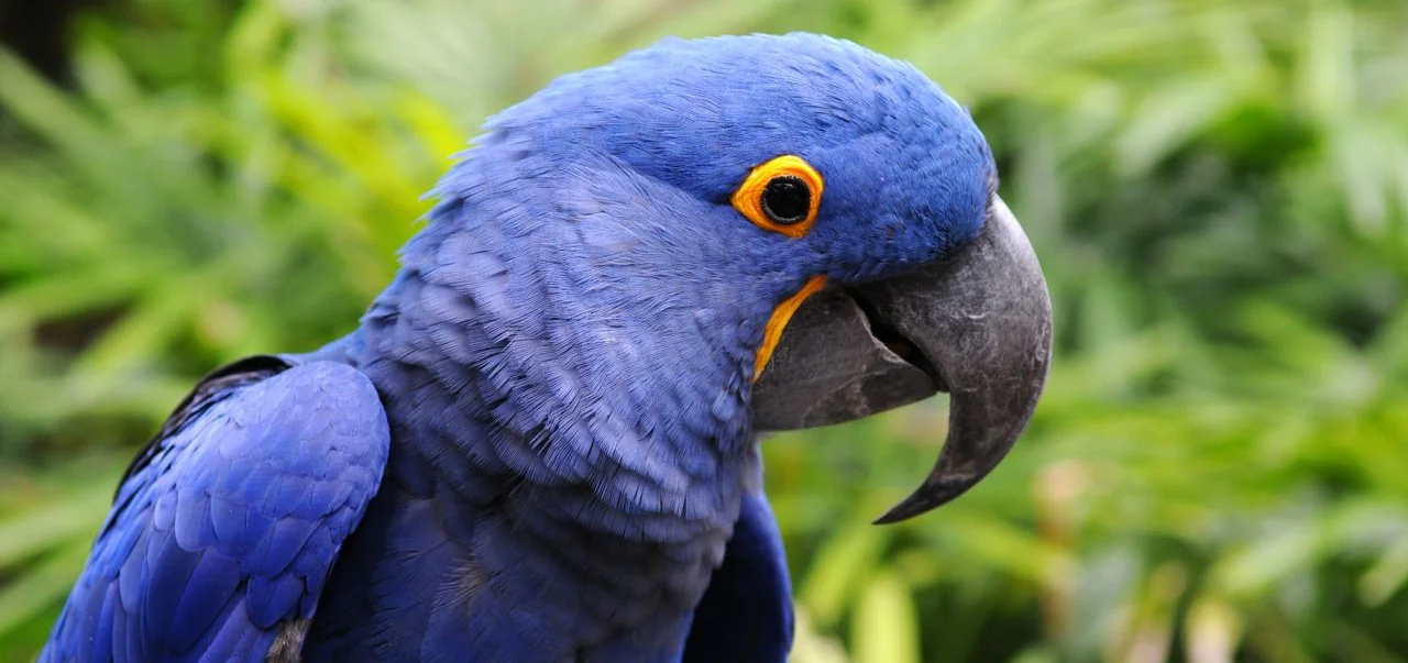 buy hyacinth macaw, buy hyacinth macaw online, hyacinth macaw, hyacinth macaw online