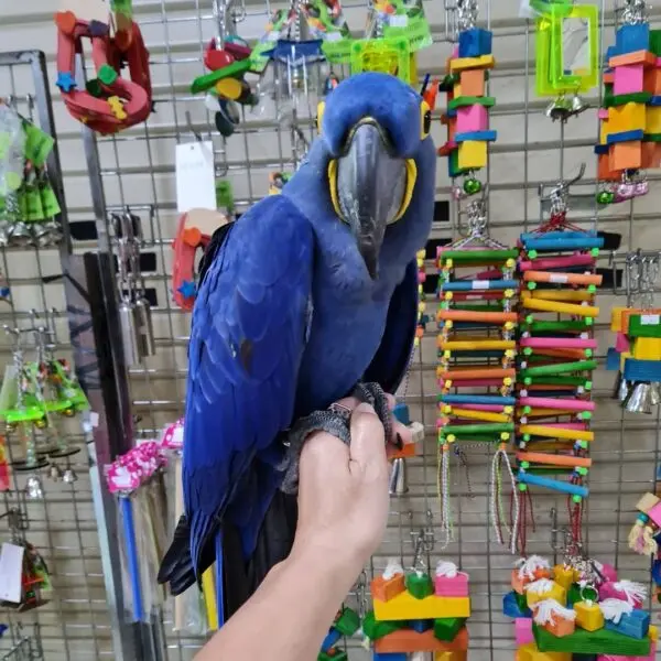 buy hyacinth macaw, buy hyacinth macaw online, hyacinth macaw, hyacinth macaw online