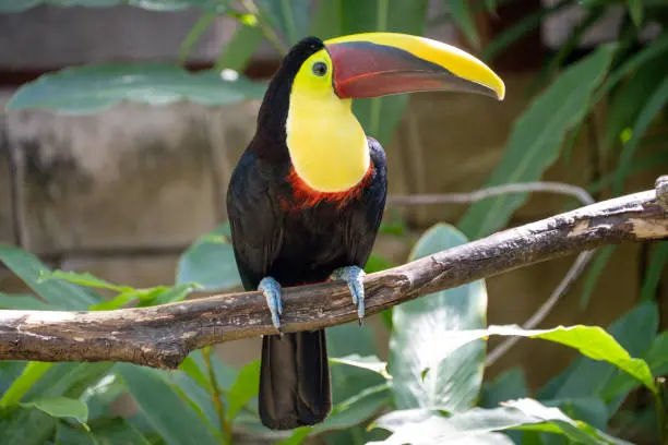 Keel-Billed Toucan For Sale