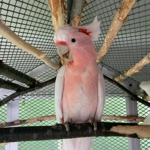 Buy Baby Major Mitchell Cockatoo, Buy Major Mitchell Cockatoo, Major Mitchell Cockatoo, major mitchell cockatoo adoption, Major Mitchell Cockatoo For Sale, major mitchell cockatoo price, major mitchell cockatoo size