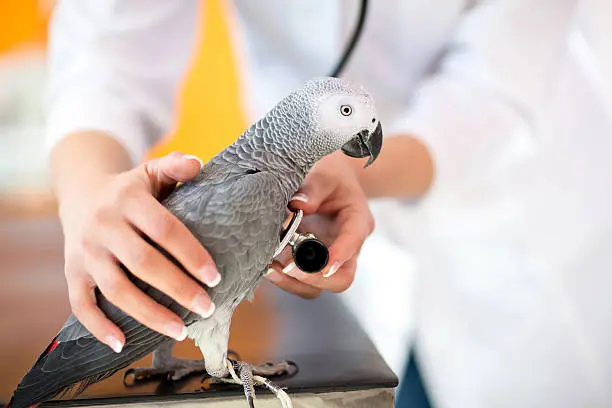 Parrots for sale, Parrot Eggs For Sale, African Grey For Sale, Buy Macaw Parrots