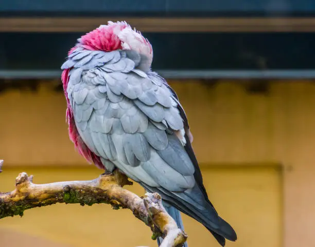 rose breasted cockatoo