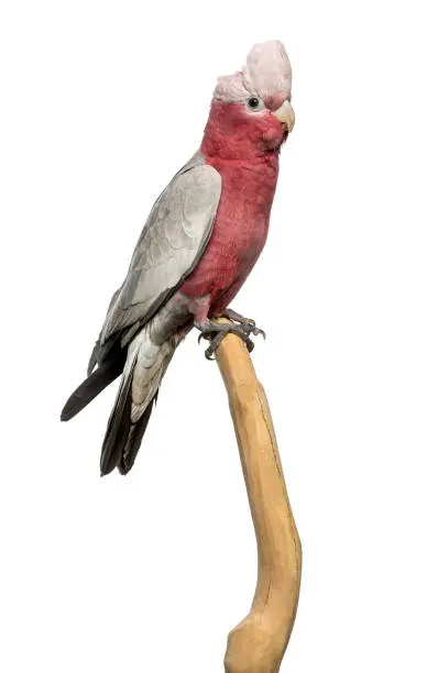 rose breasted cockatoo for sale