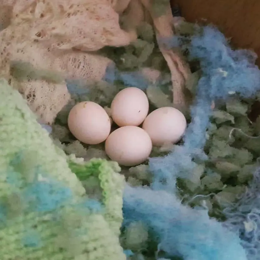 Rose Breasted/Galah Cockatoo Parrot Egg For Sale