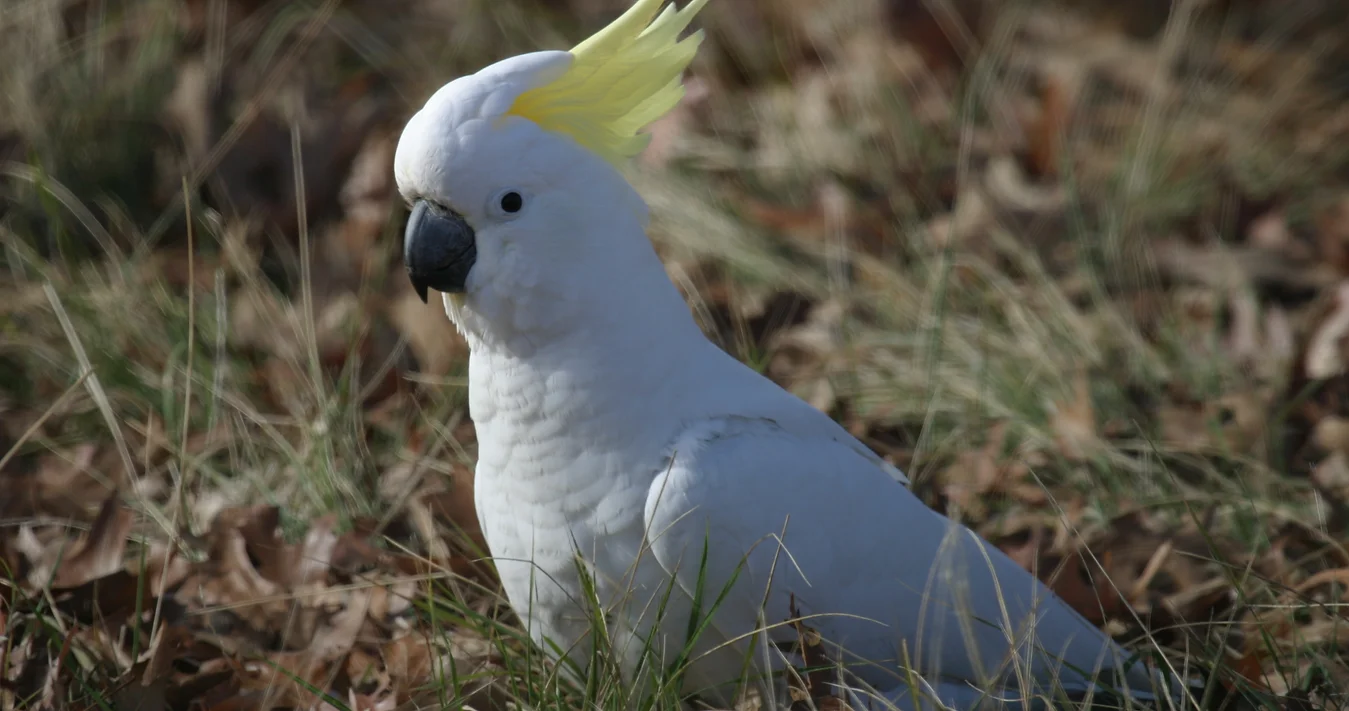 Sulphur-crested Cockatoo For Sale