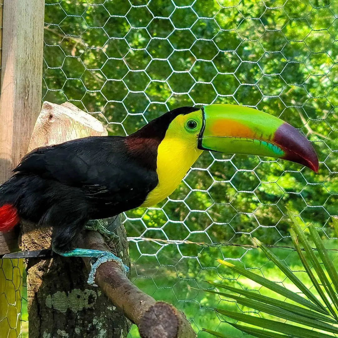 Toco Toucan Bird For Sale