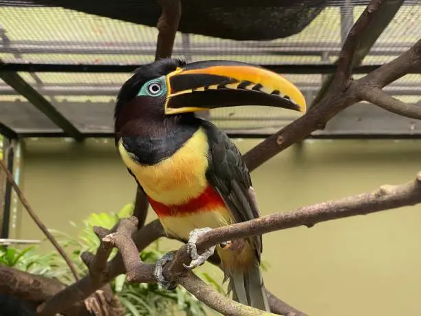 Toco Toucan Bird For Sale