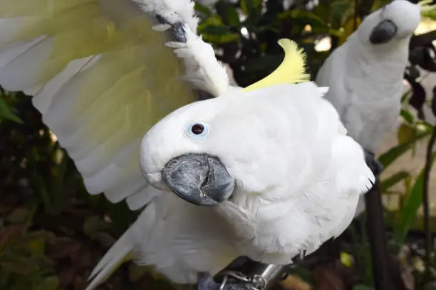 Buy Umbrella Cockatoo, Buy Umbrella Cockatoo Online, Buy Umbrella Cockatoo Online usa, Buy White Cockatoo Online, Buy White Cockatoo usa, Umbrella Cockatoo for sale, Umbrella Cockatoo For Sale online, Umbrella Cockatoo For Sale usa