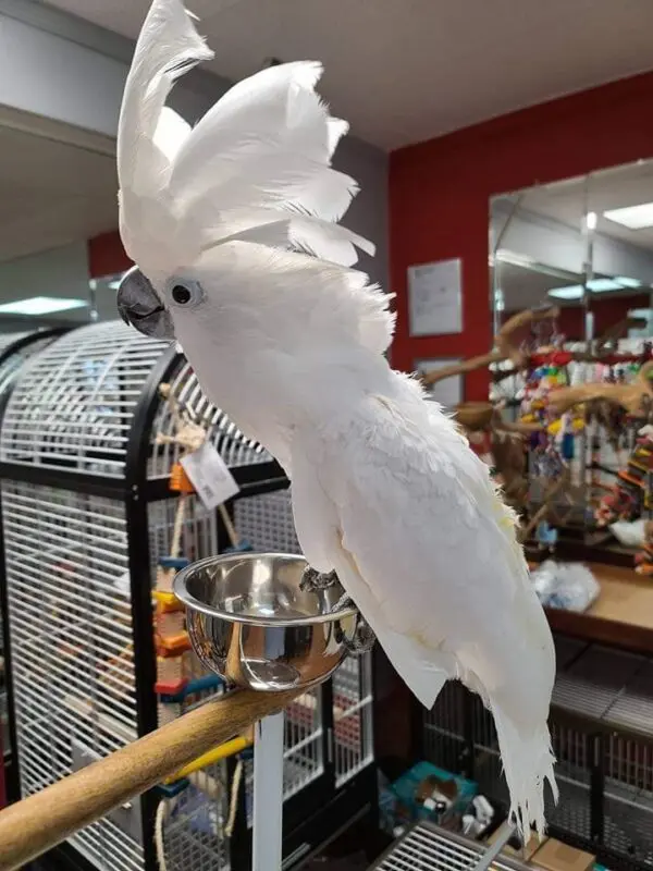 Buy Umbrella Cockatoo, Buy Umbrella Cockatoo Online, Buy Umbrella Cockatoo Online usa, Buy White Cockatoo Online, Buy White Cockatoo usa, Umbrella Cockatoo for sale, Umbrella Cockatoo For Sale online, Umbrella Cockatoo For Sale usa