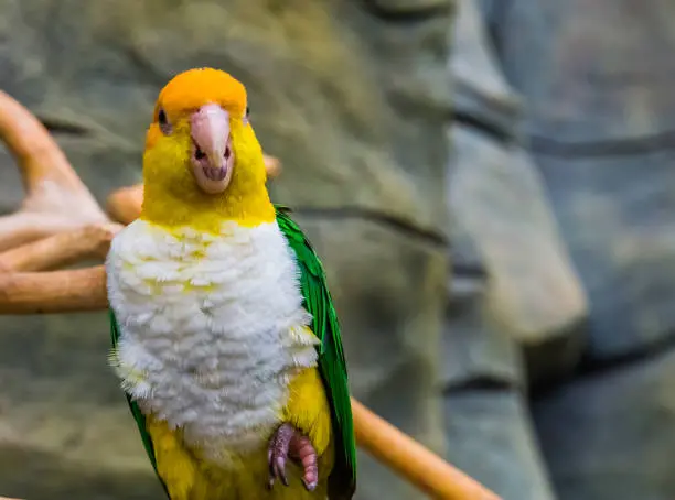 babyparrot, birdlovers, Buy caique bird, Buy caique online, Buy caique parrot, Caique bird for sale, Caique breeders near me, Caique parrots as pets, caiquesparrots, ilovebirds, macaws, parrotlovers, parrots, pets, wildlife