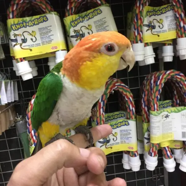 babyparrot, birdlovers, Buy caique bird, Buy caique online, Buy caique parrot, Caique bird for sale, Caique breeders near me, Caique parrots as pets, caiquesparrots, ilovebirds, macaws, parrotlovers, parrots, pets, wildlife