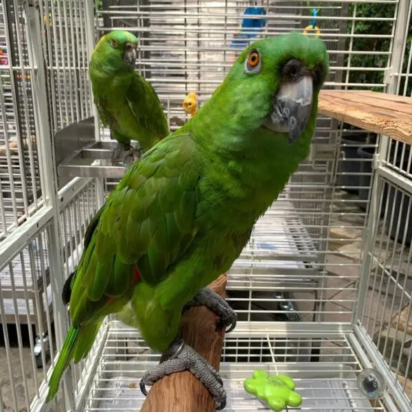 buy yellow naped amazon, buy yellow naped amazon online, yellow naped amazon, yellow naped amazon for sale, yellow naped amazon online