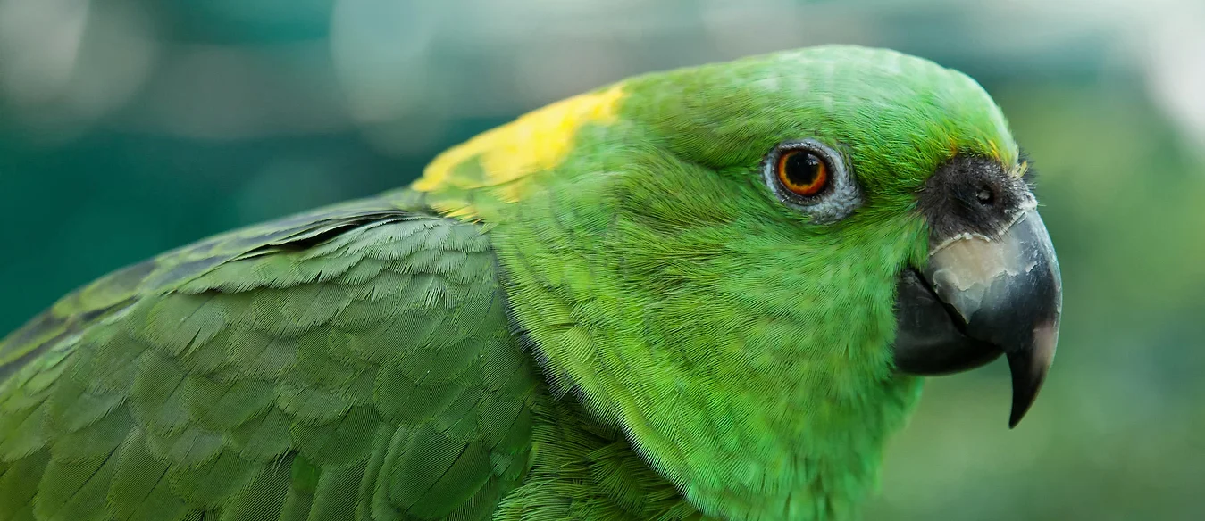 Yellow-naped Amazon For Sale